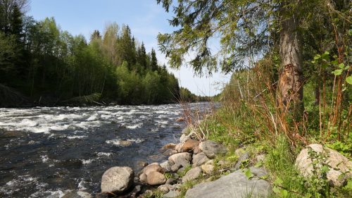 Camp Dammån