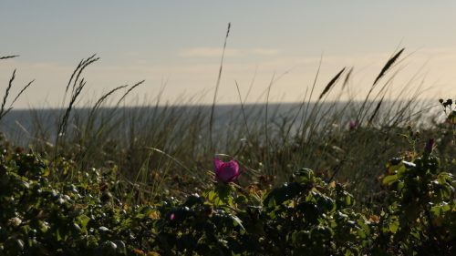 Egmond aan Zee