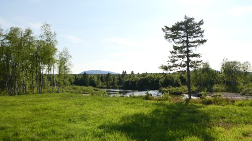 Lappuggla