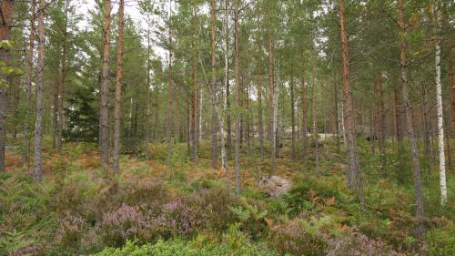 Hammarsjön Runt