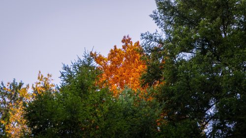 Schächbeler Wald