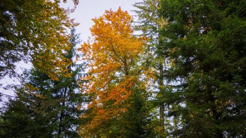 Schächbeler Wald