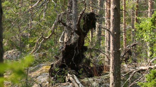 Klubbsjön Runt