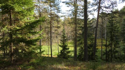 Knuthöjdsmossen