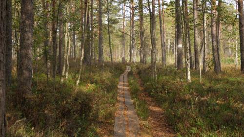 Knuthöjdsmossen