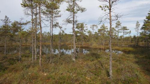 Knuthöjdsmossen