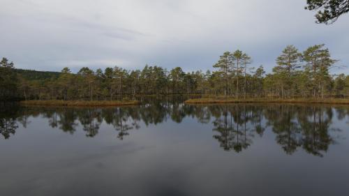 Knuthöjdsmossen