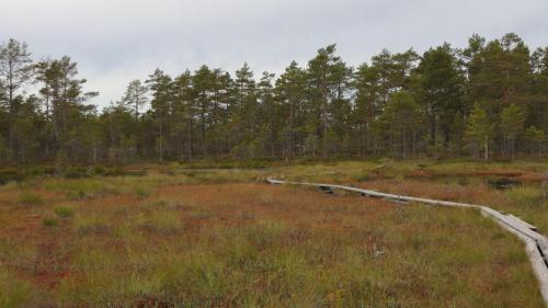 Knuthöjdsmossen