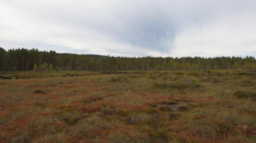 Knuthöjdsmossen