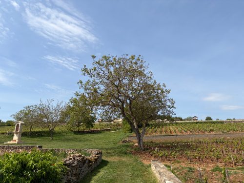 Streifzug durch die Weinberge