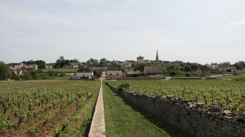 Streifzug durch die Weinberge
