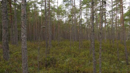 Nationalpark Åsnen