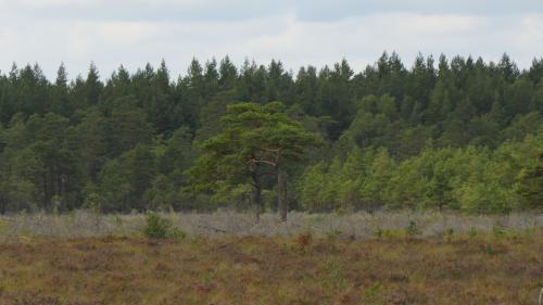 Nationalpark Åsnen