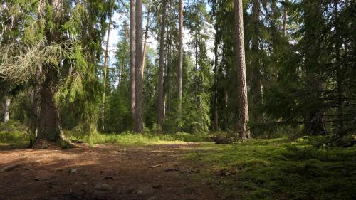Nationalpark Norra Kvill