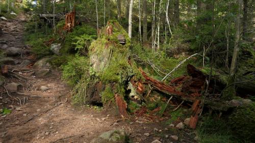 Nationalpark Norra Kvill