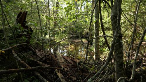 Nationalpark Norra Kvill