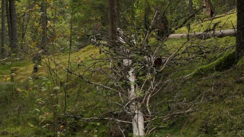 Naturreservat Hökhöjden