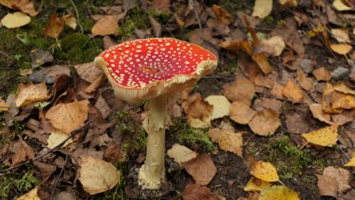 Naturreservat Hökhöjden