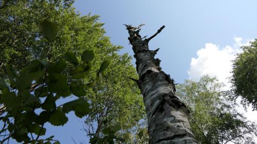 Ronnebyån See Runt