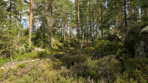 Ronnebyån See Runt