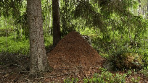 Staggbäcken Rundweg