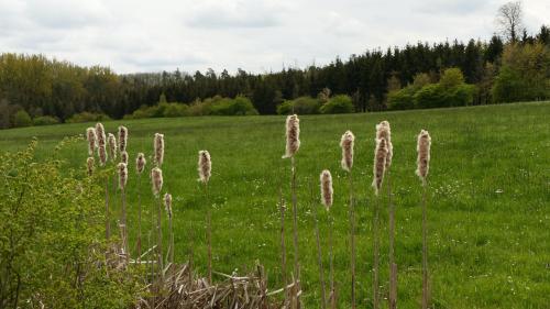 Steinpilz Rundweg